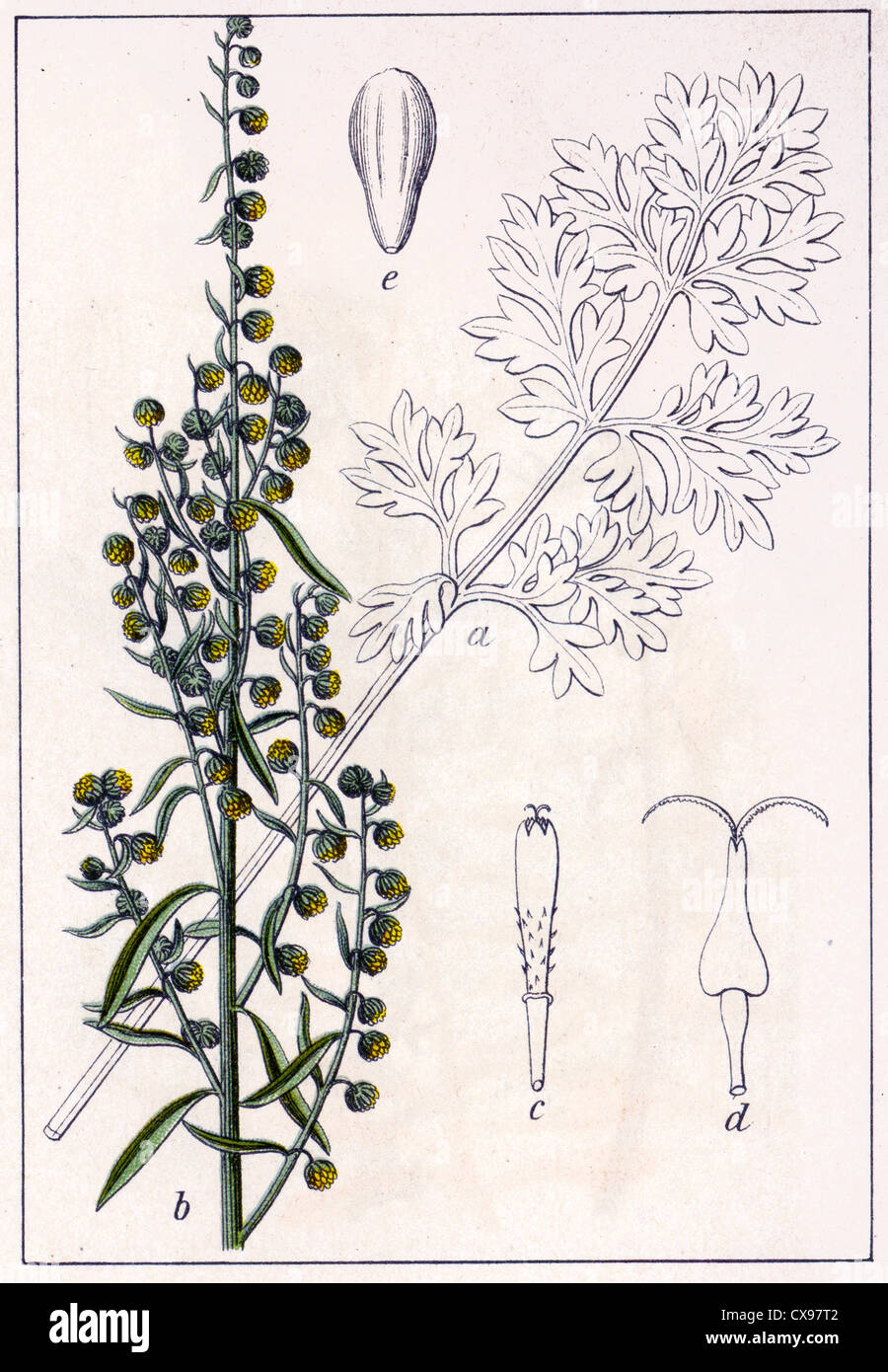 Artemisia absinthium Stock Photo