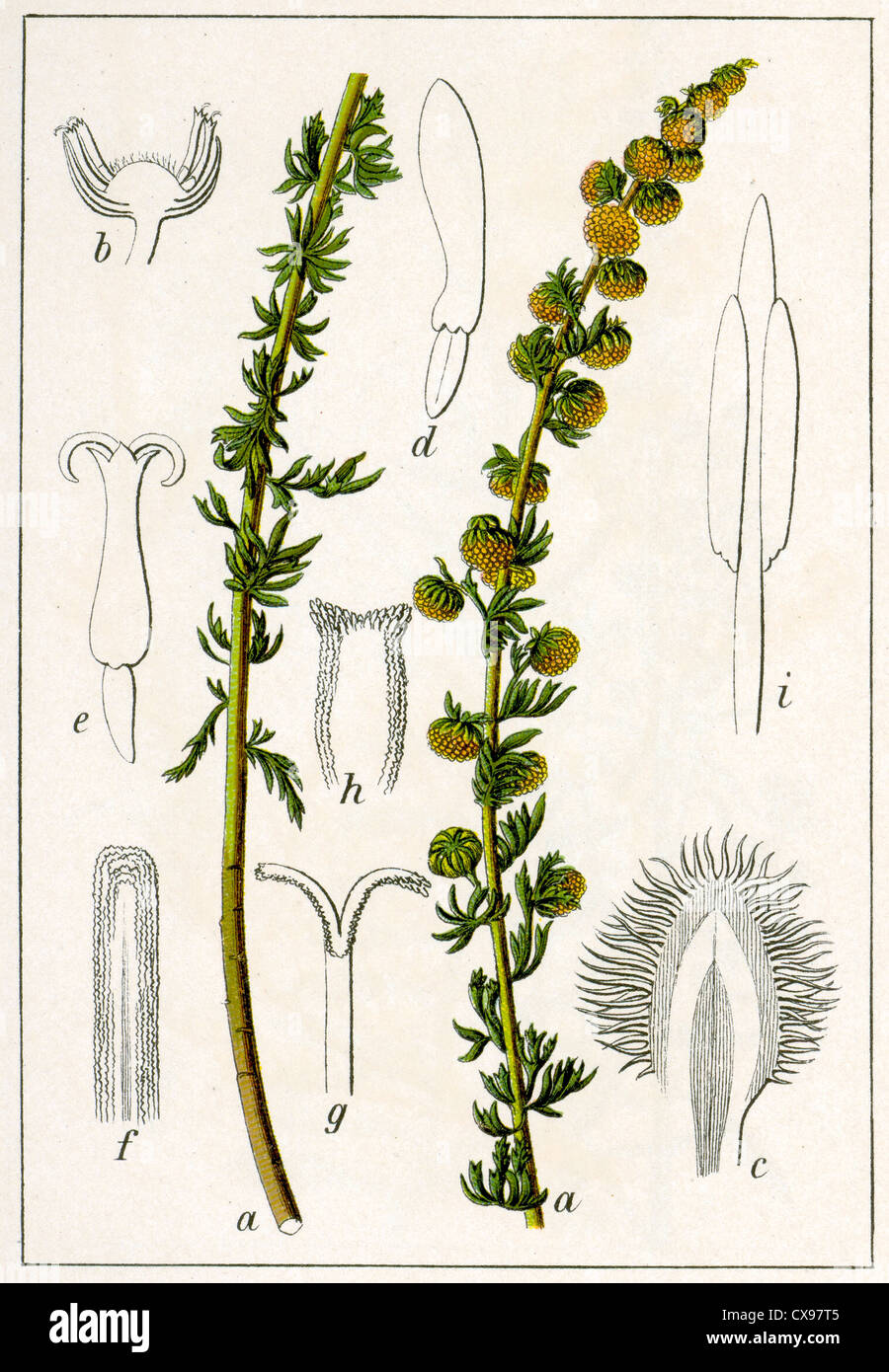 Artemisia rupestris Stock Photo