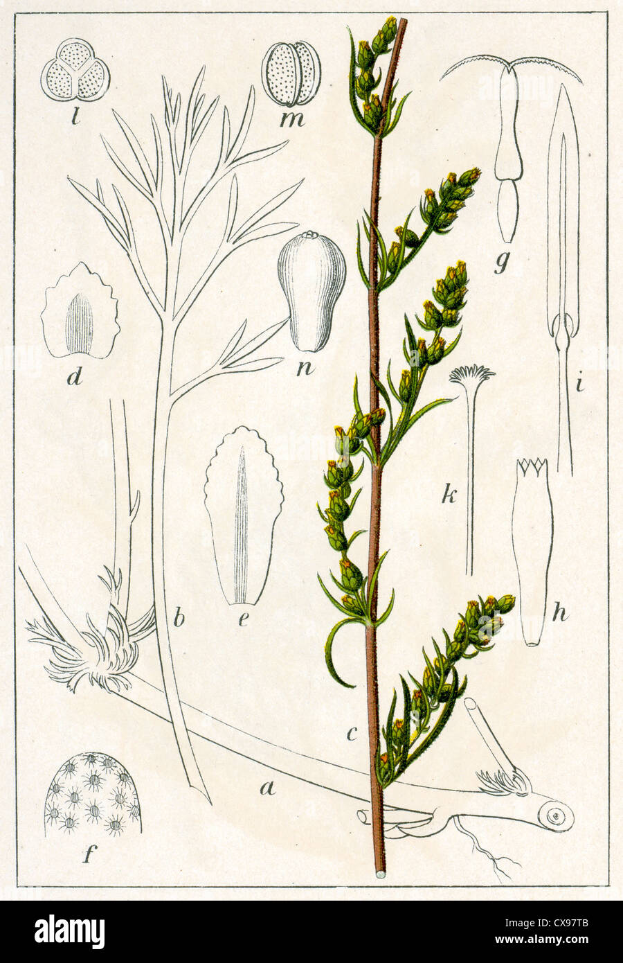 Artemisia campestris Stock Photo