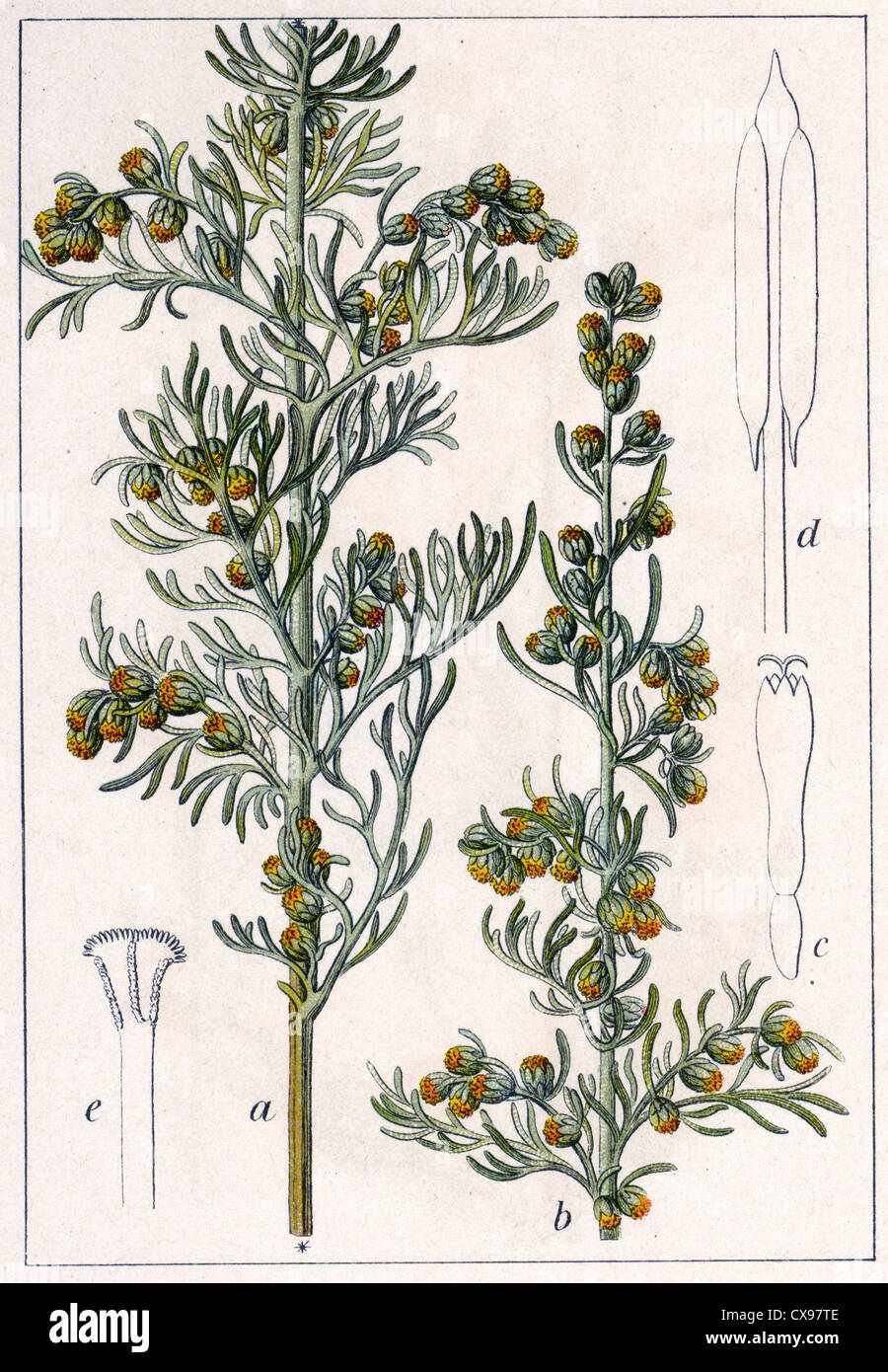 Artemisia maritima Stock Photo