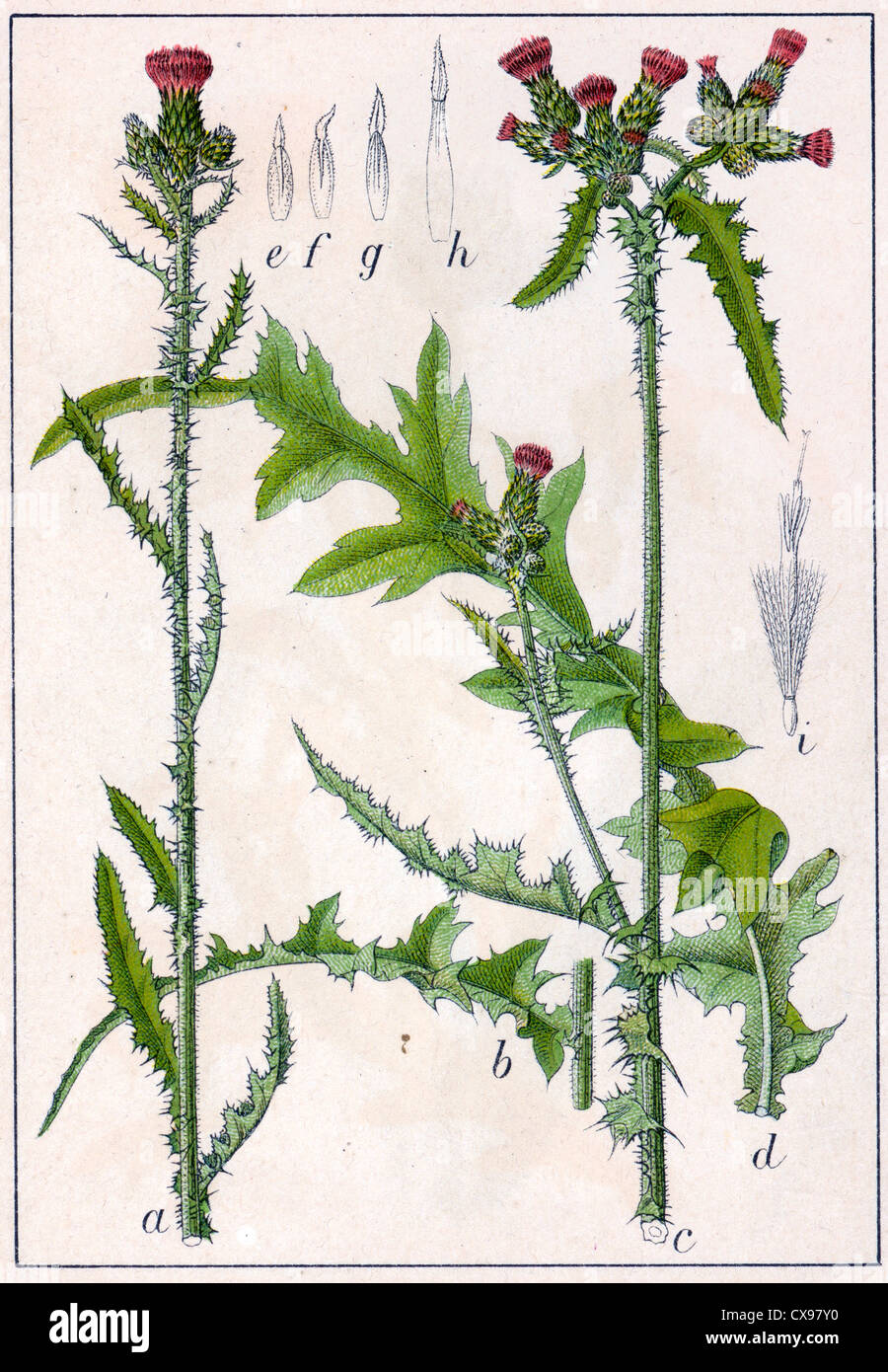 Carduus palustris Stock Photo