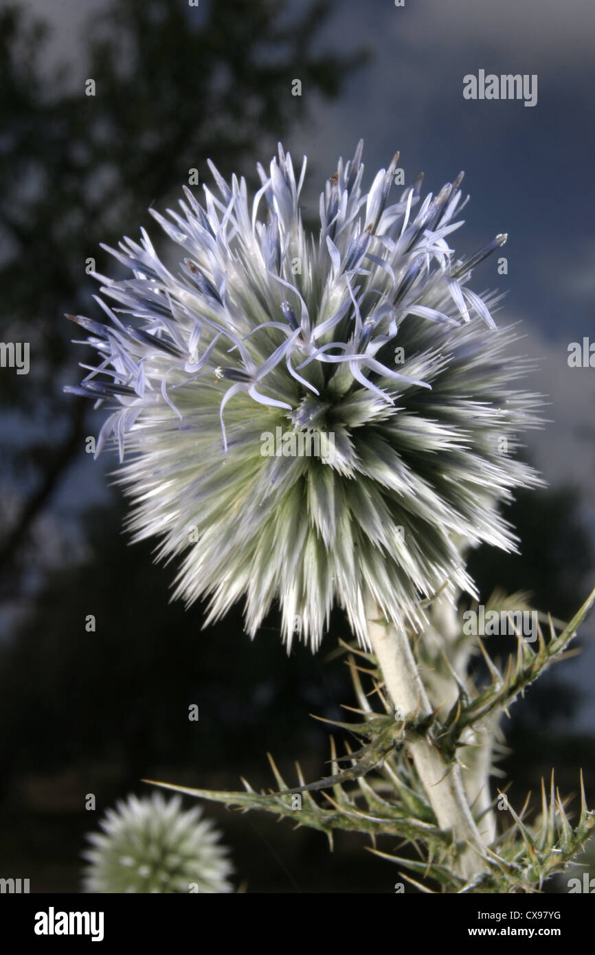 Picture Steve Race The Small Globe Thistle (Echinops ritro) in