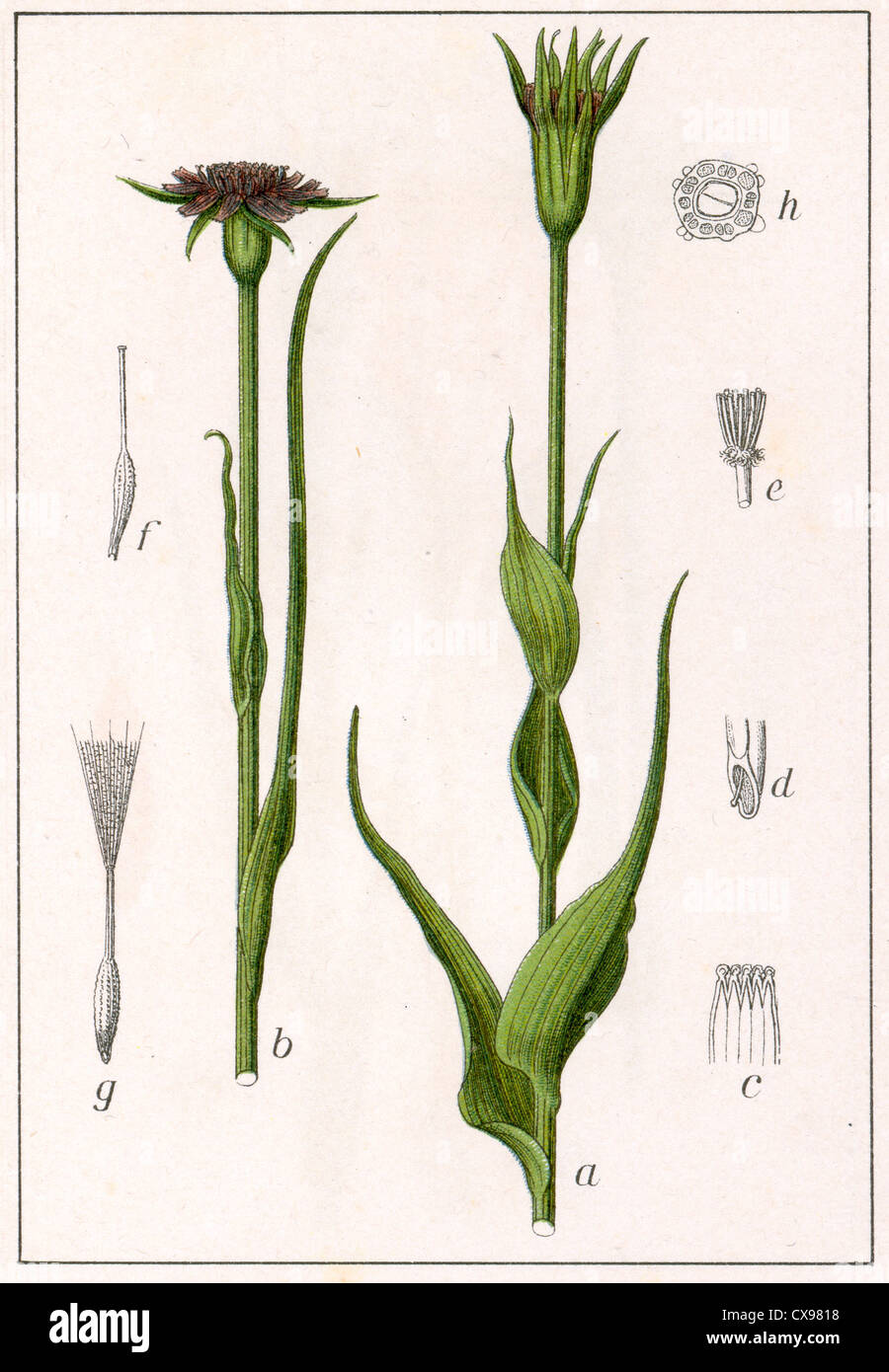 Tragopogon porrifolius Stock Photo