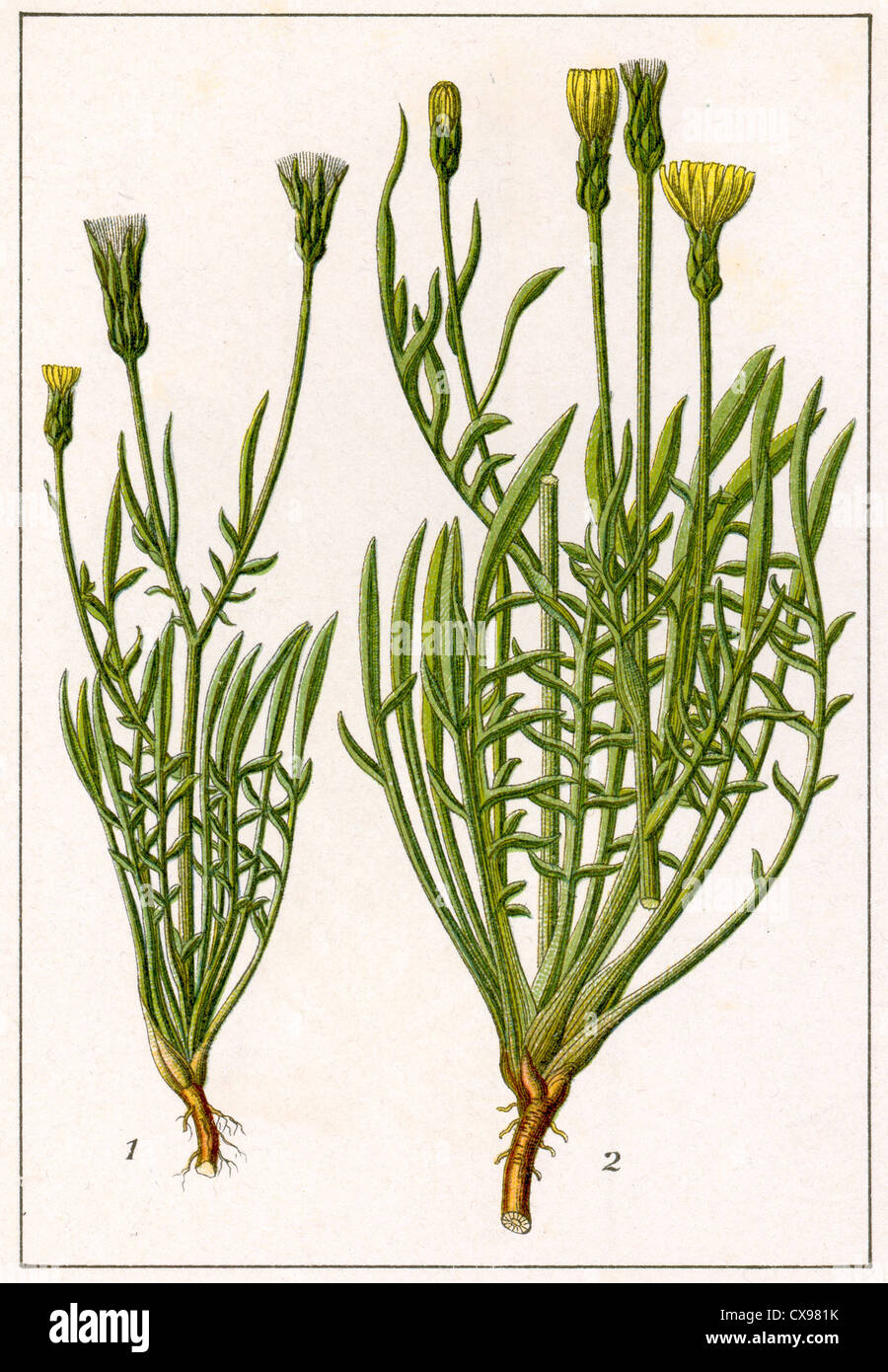 Podospermum laciniatum - Podospermum Jacquinianum Stock Photo