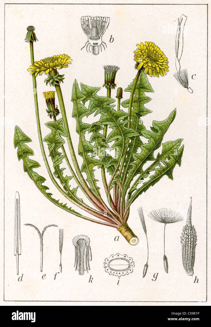 Taraxacum vulgare Stock Photo
