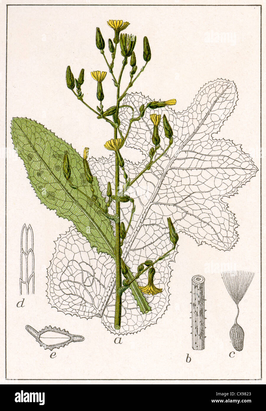 Lactuca virosa Stock Photo Alamy