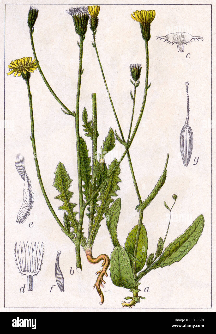Crepis setosa - Crepis foetida Stock Photo