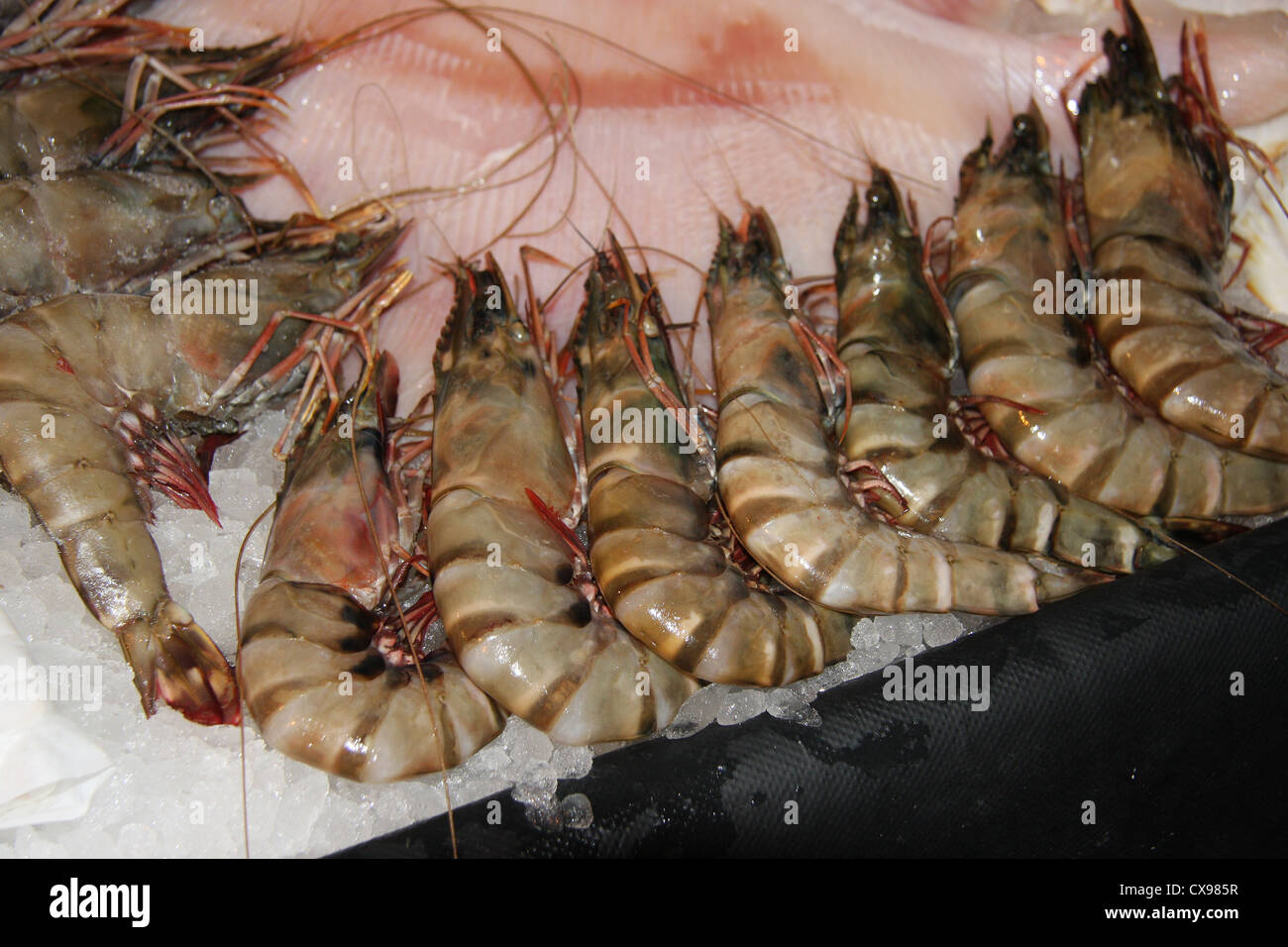 Giant tiger prawns on ice Stock Photo