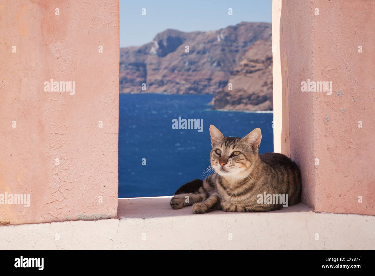 Cat on Santorini Stock Photo