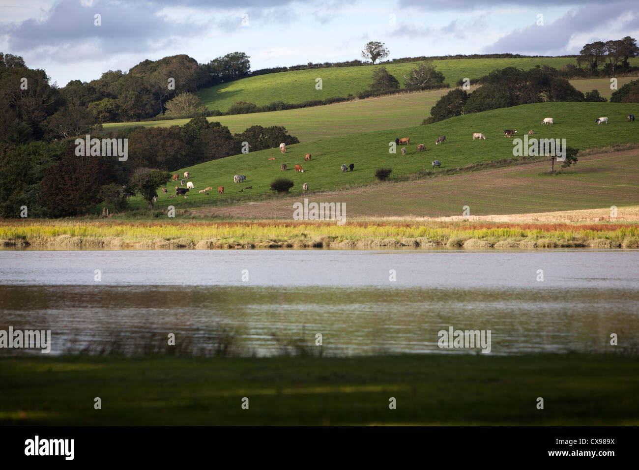 The River Tiddy flows past a typical English country scene at St Germans, Cornwall Stock Photo