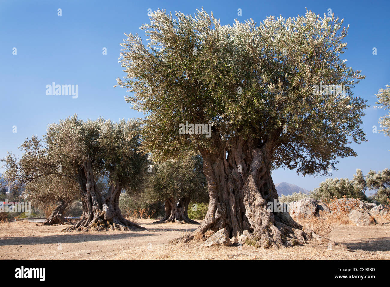 Olive trees greece hires stock photography and images Alamy
