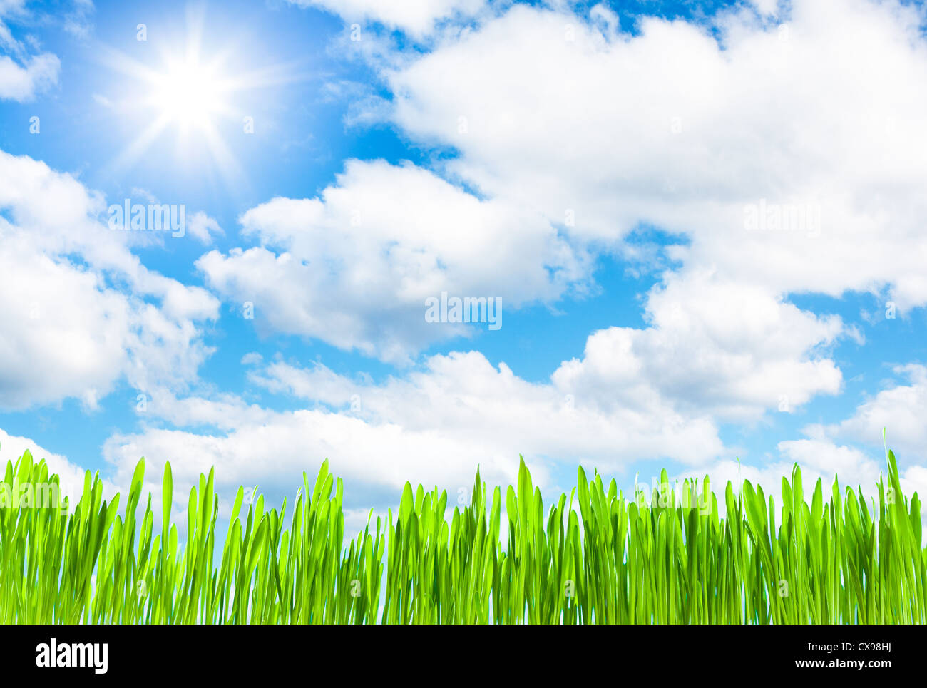 fresh grass growth on cloud sky background Stock Photo