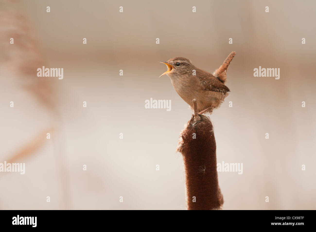 Wren singing early sprig in the Essex countryside. Stock Photo