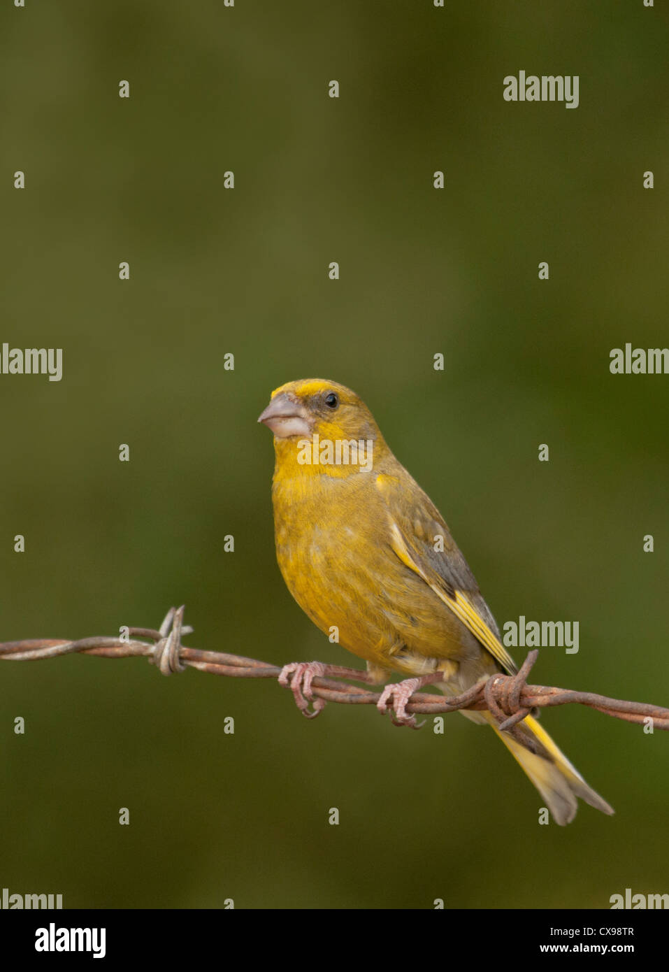Green Finch, sitting on barbed wire fence, Essex countryside. Stock Photo