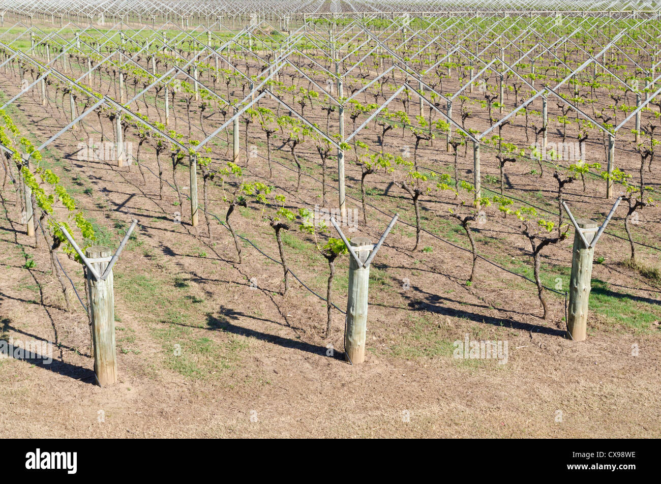 Early Spring Perth Spring in perth hi-res stock photography and images - Alamy