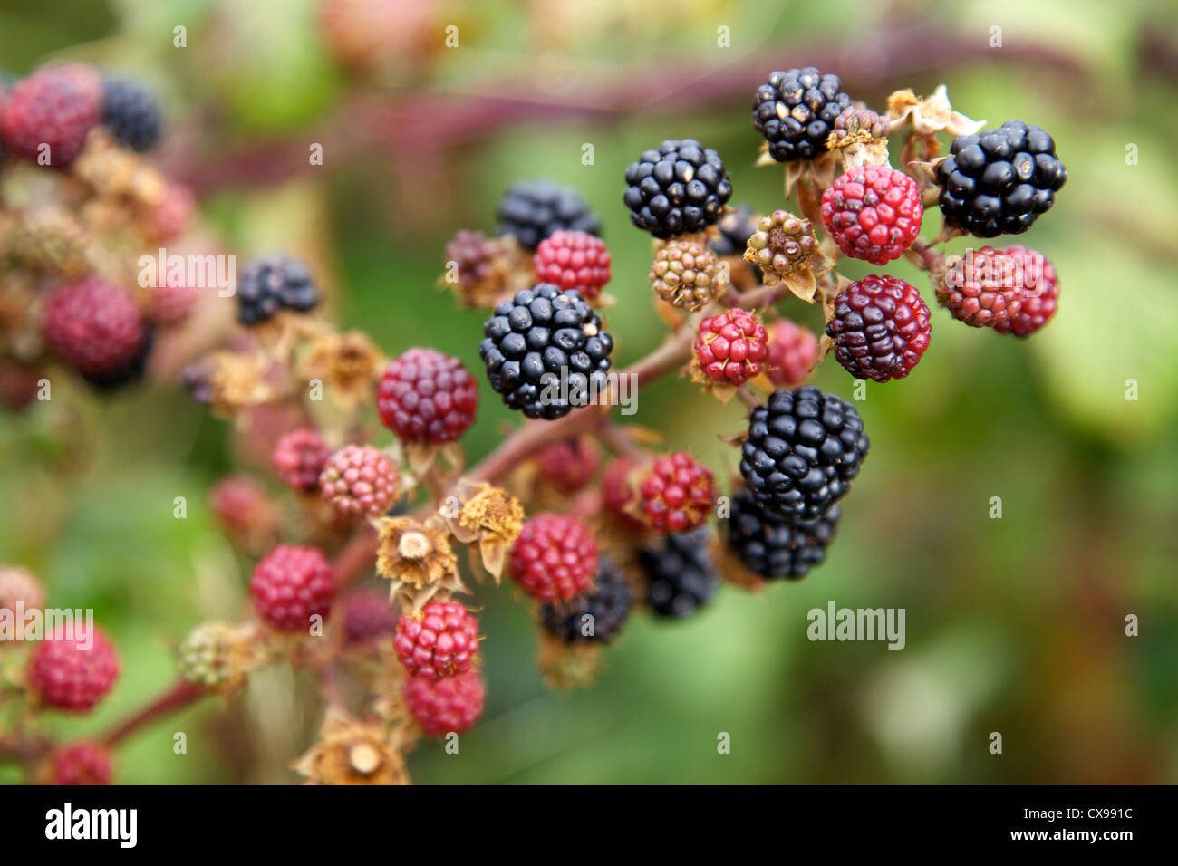English blackberries ripening hi-res stock photography and images - Alamy