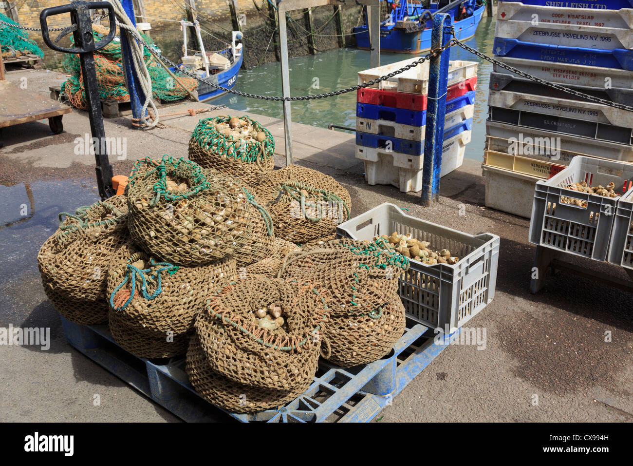 Net bags full of cooked Whelks on Whitstable fishing harbour quay awaiting shipping in Whitstable, Kent, England, UK, Britain Stock Photo