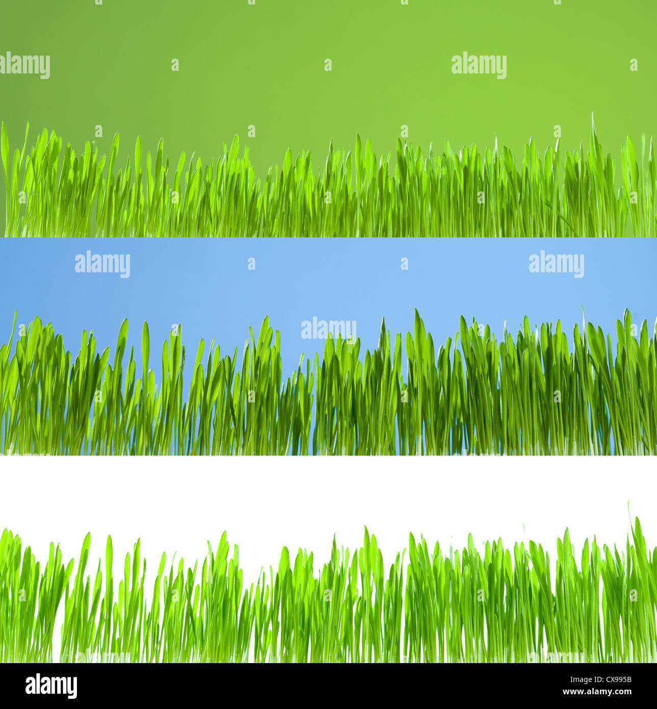 Set of clean growing fresh grass on white, blue and green background Stock Photo