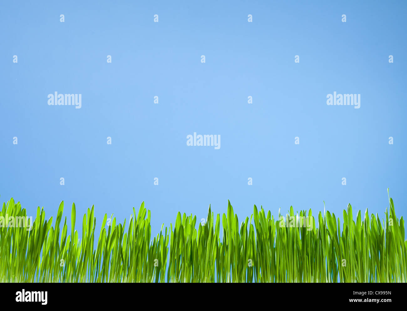 clean fresh grass growth on sky blue background Stock Photo
