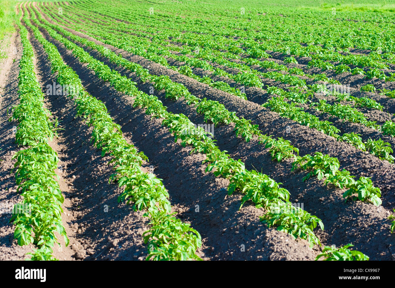 Earthed up potatoes field Stock Photo Alamy