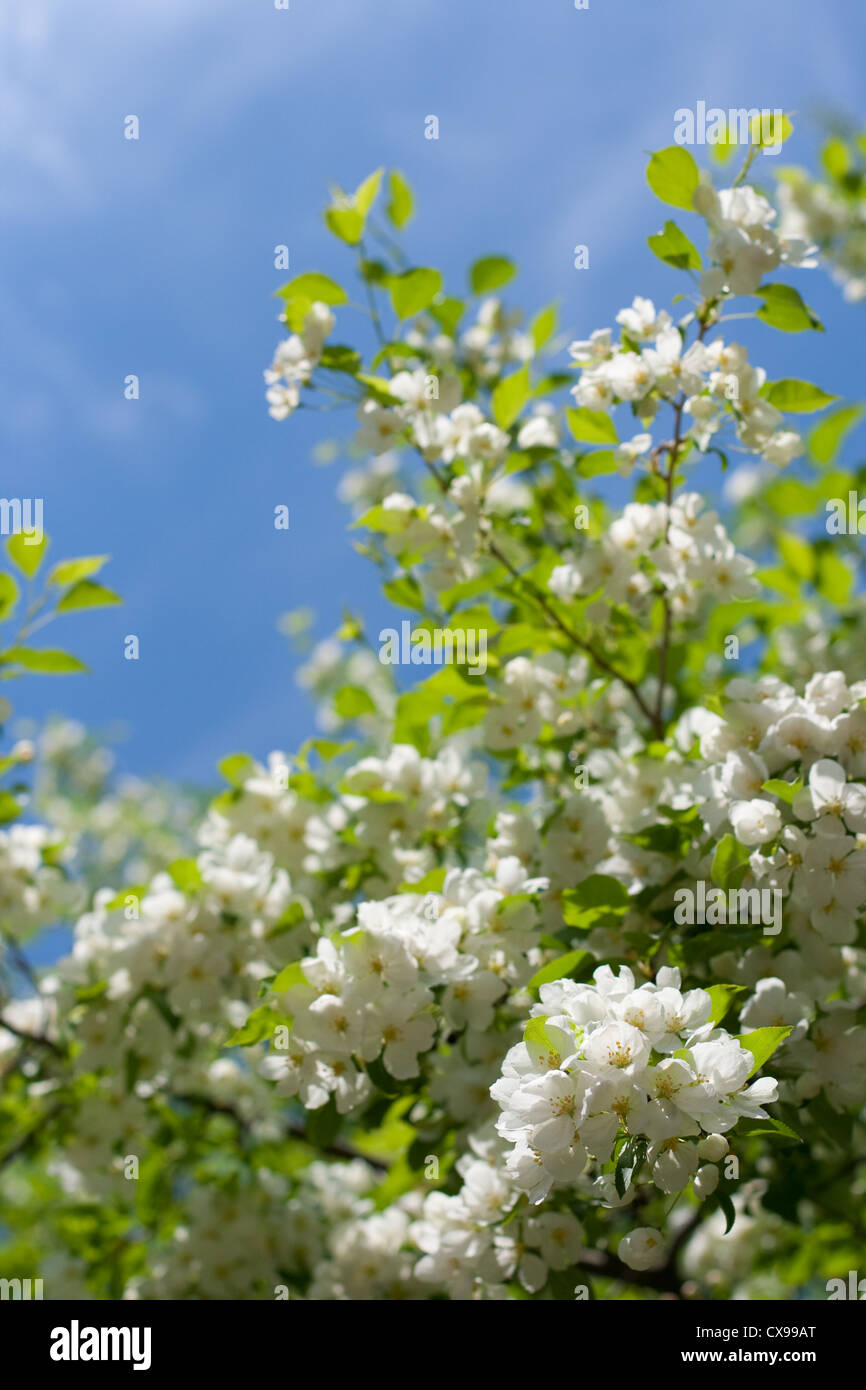 Apple tree blossoming Stock Photo