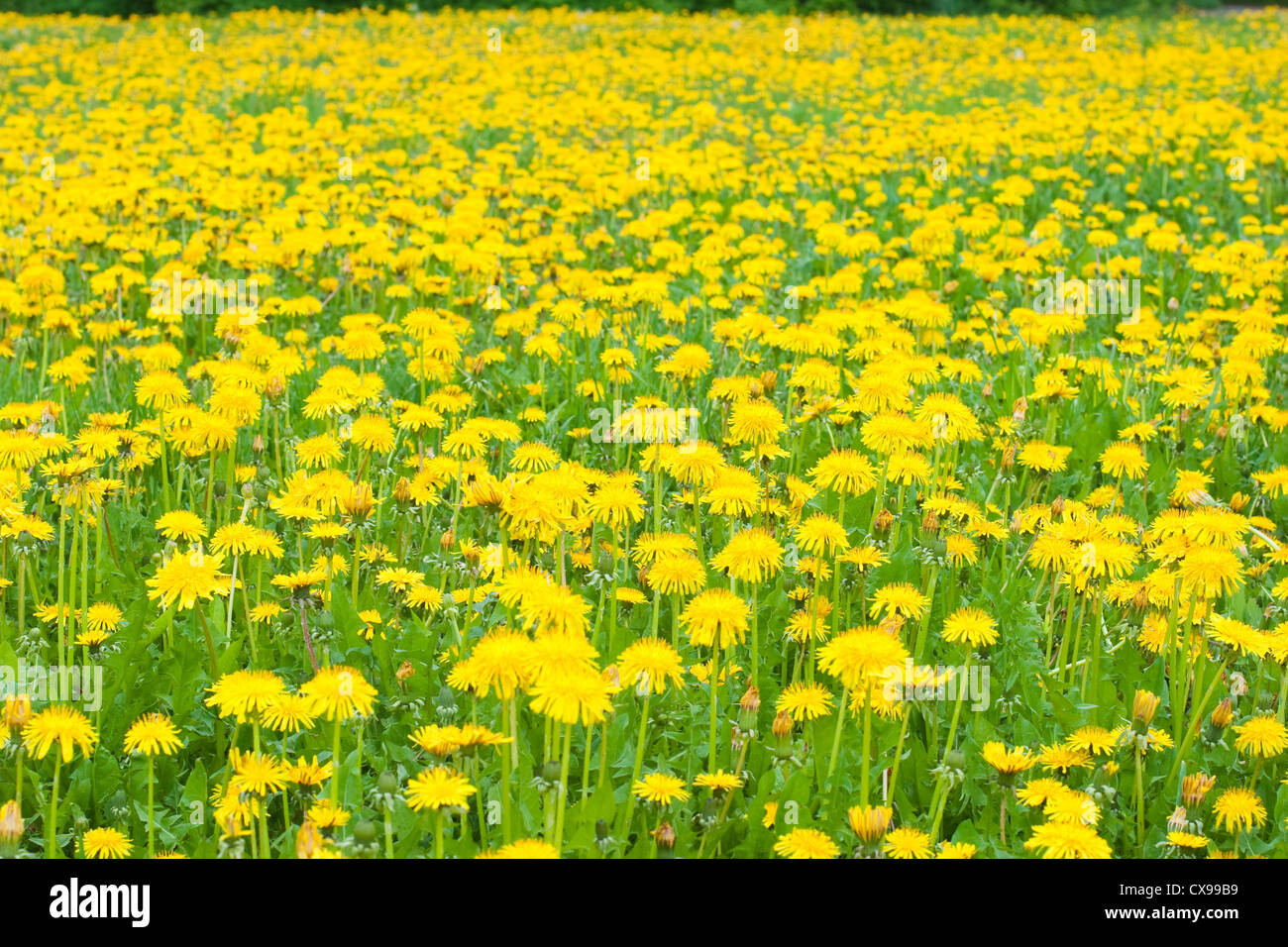 Dandelion meadow background Stock Photo
