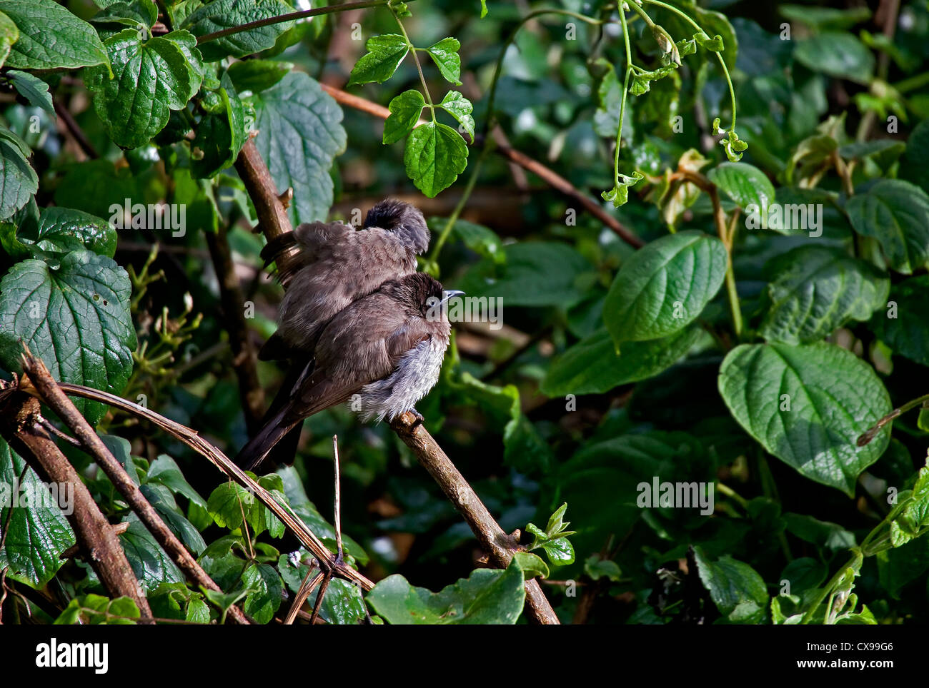 Exotic bird in Kenya Stock Photo