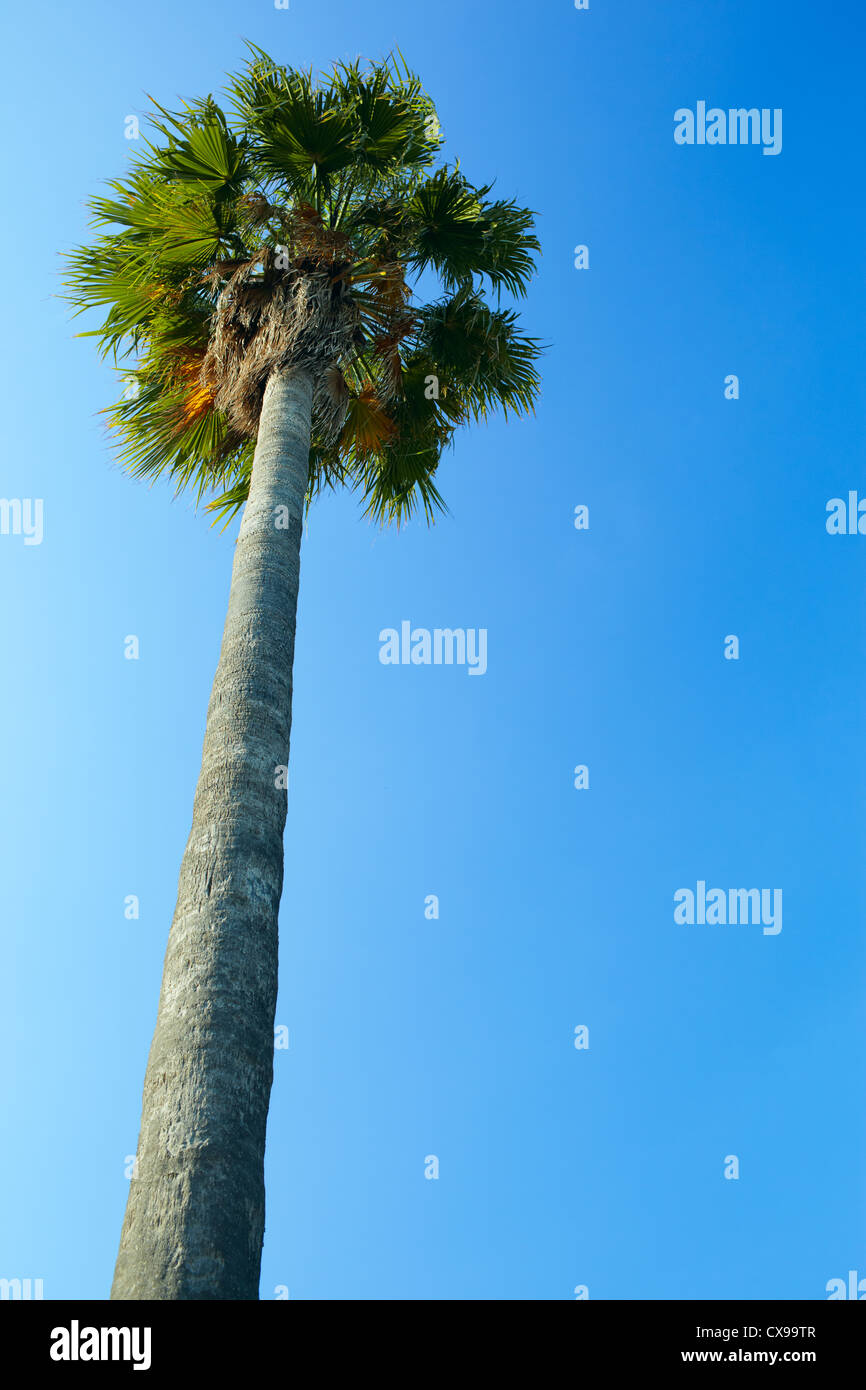 Palm tree on the blue sky background Stock Photo - Alamy