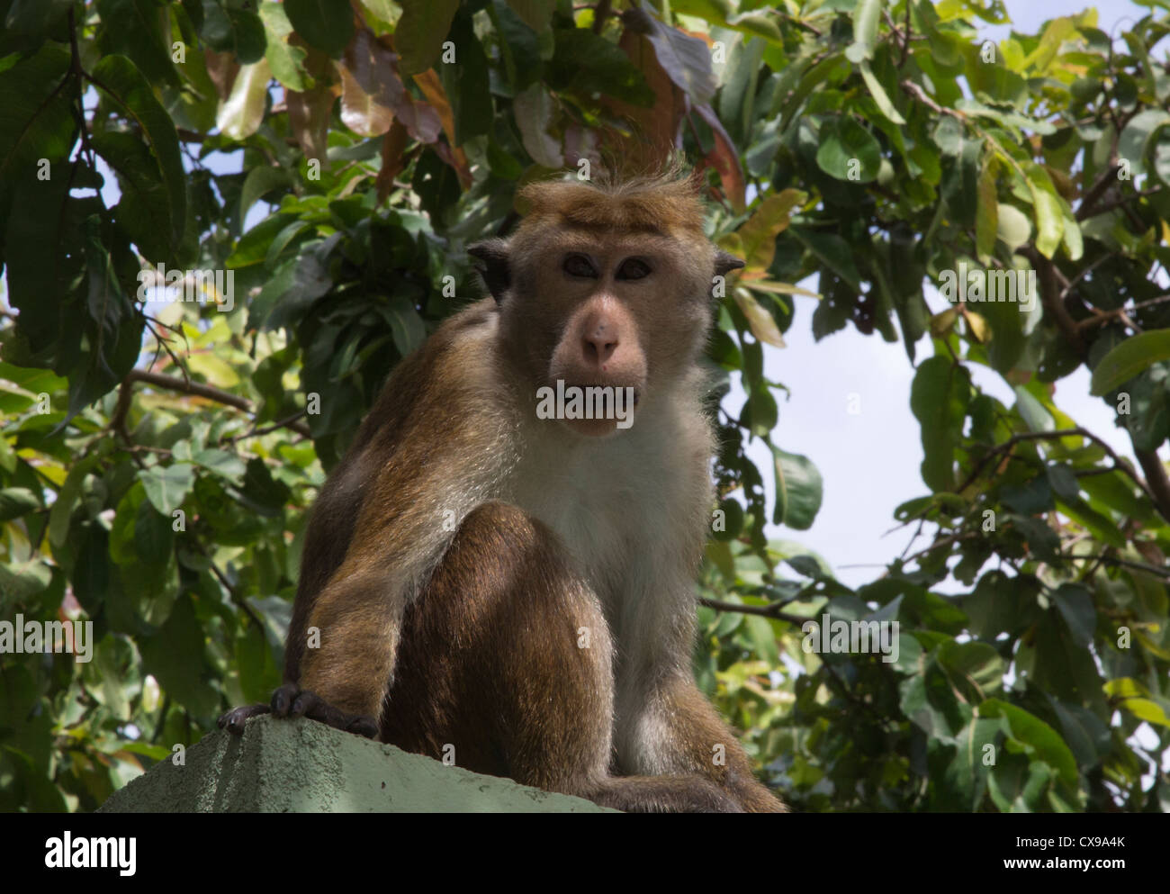 Macaque, Macaca sinica, Sri Lanka Stock Photo