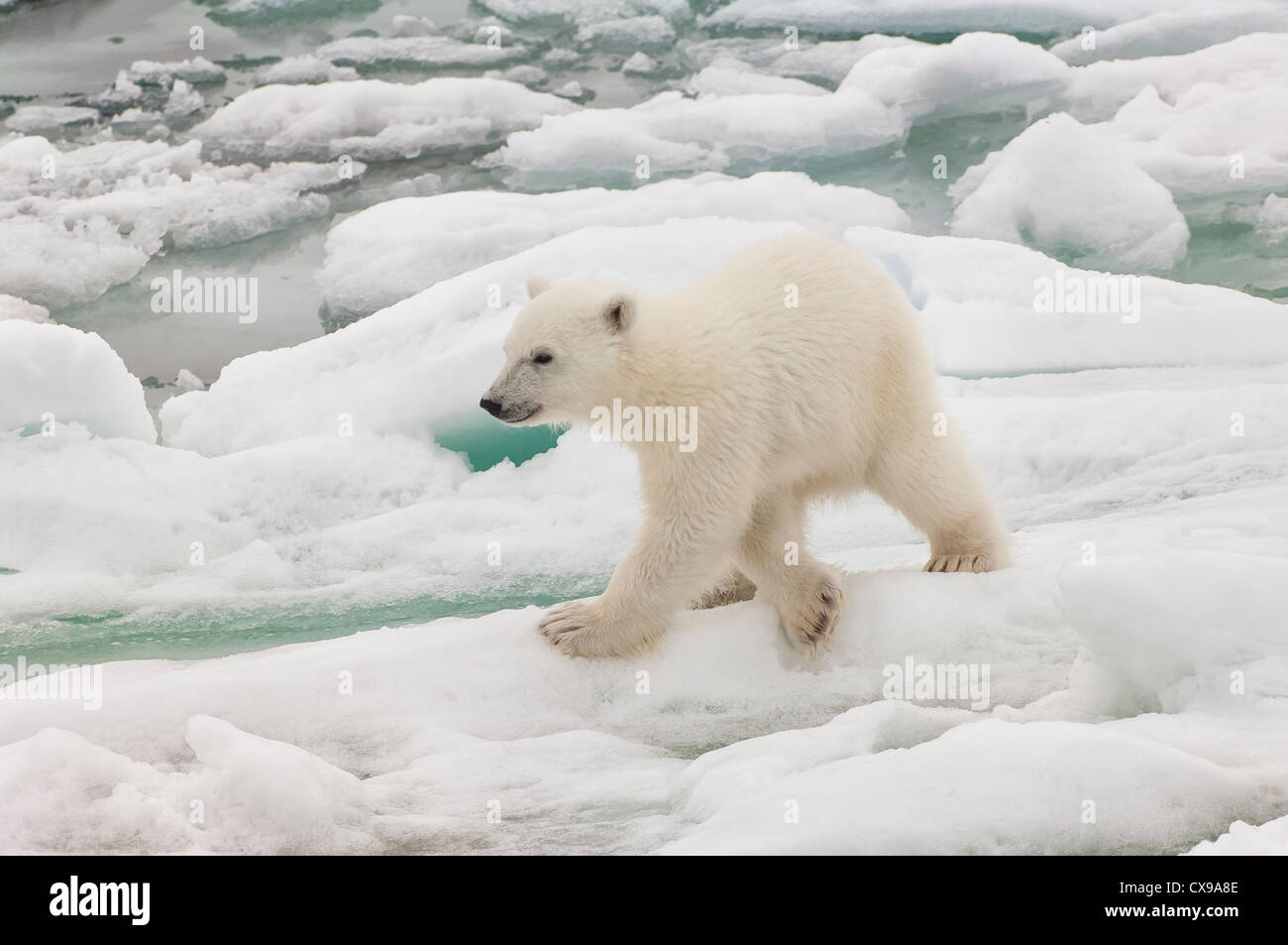 Polar bear cub (Ursus maritimus) on pack ice, Svalbard Archipelago, Barents Sea, Norway Stock Photo
