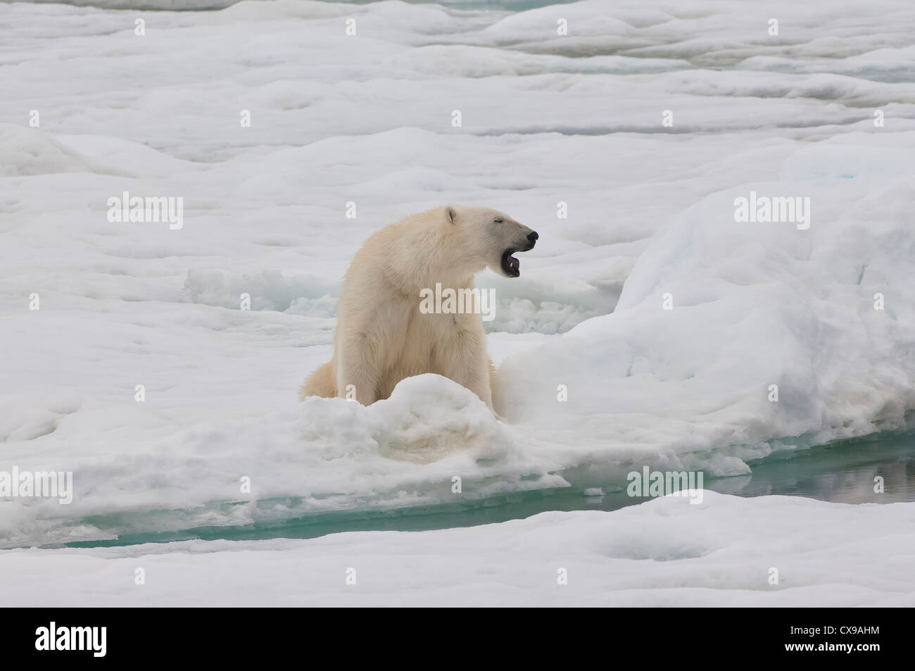 Female Polar bear (Ursus maritimus), Svalbard Archipelago, Barents Sea, Norway Stock Photo