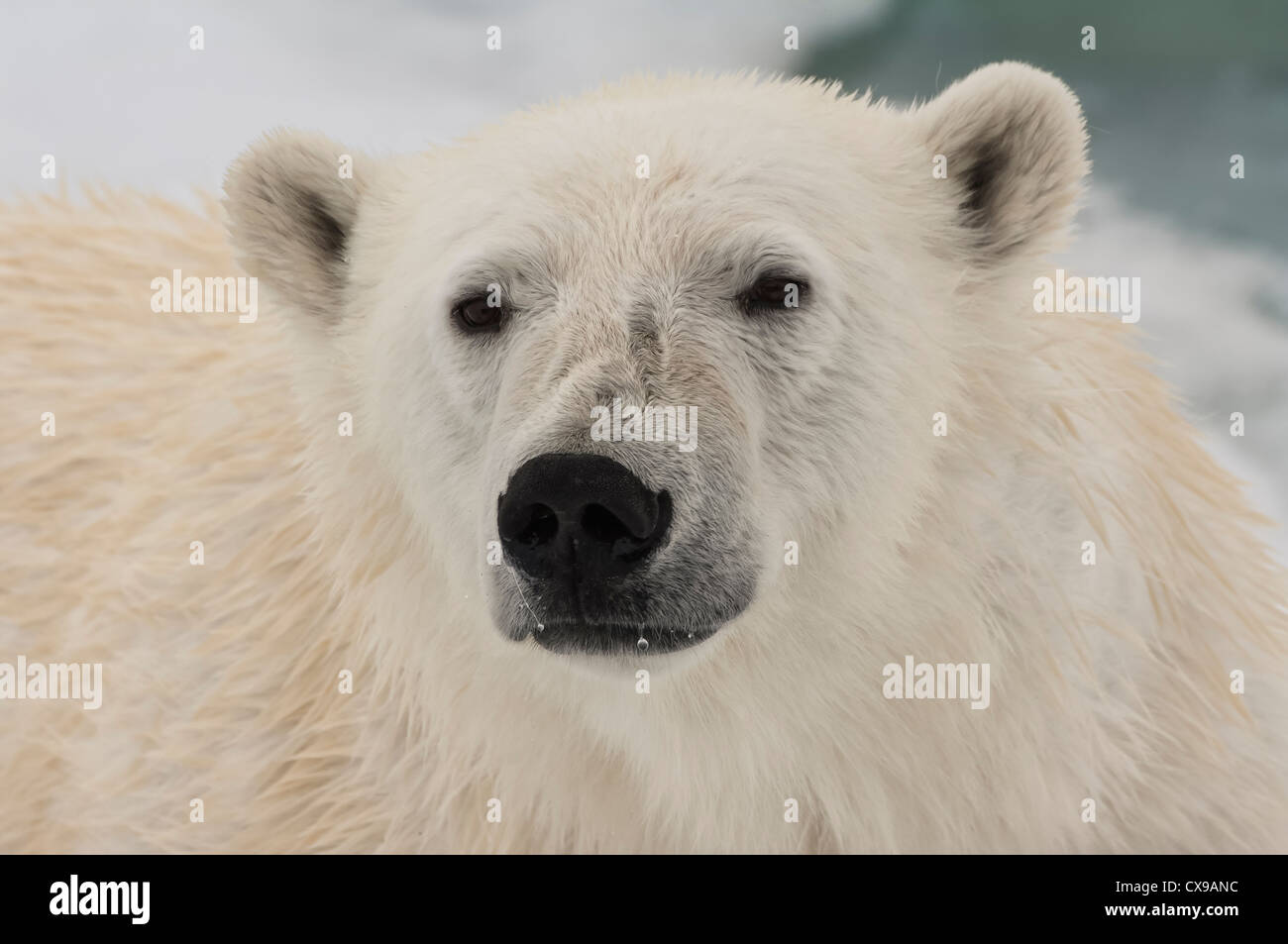 Female Polar bear (Ursus maritimus) portrait, Svalbard Archipelago, Barents Sea, Norway Stock Photo