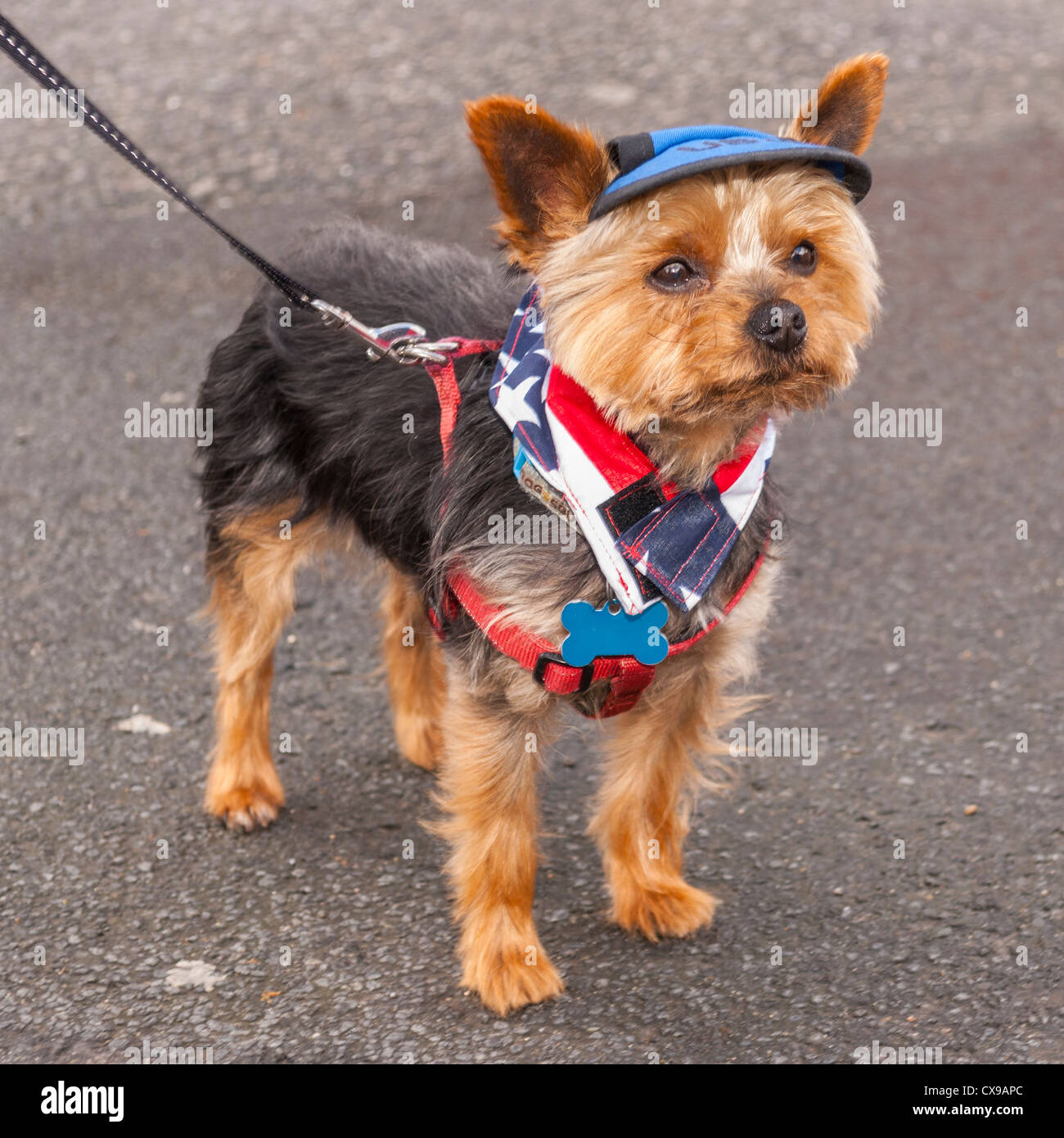 A small dog dressed up at the 1940's weekend at Leyburn in North Yorkshire, England, Britain, Uk Stock Photo