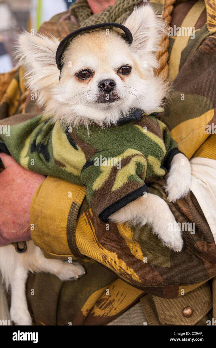A small dog dressed up at the 1940's weekend at Leyburn in North Yorkshire, England, Britain, Uk Stock Photo