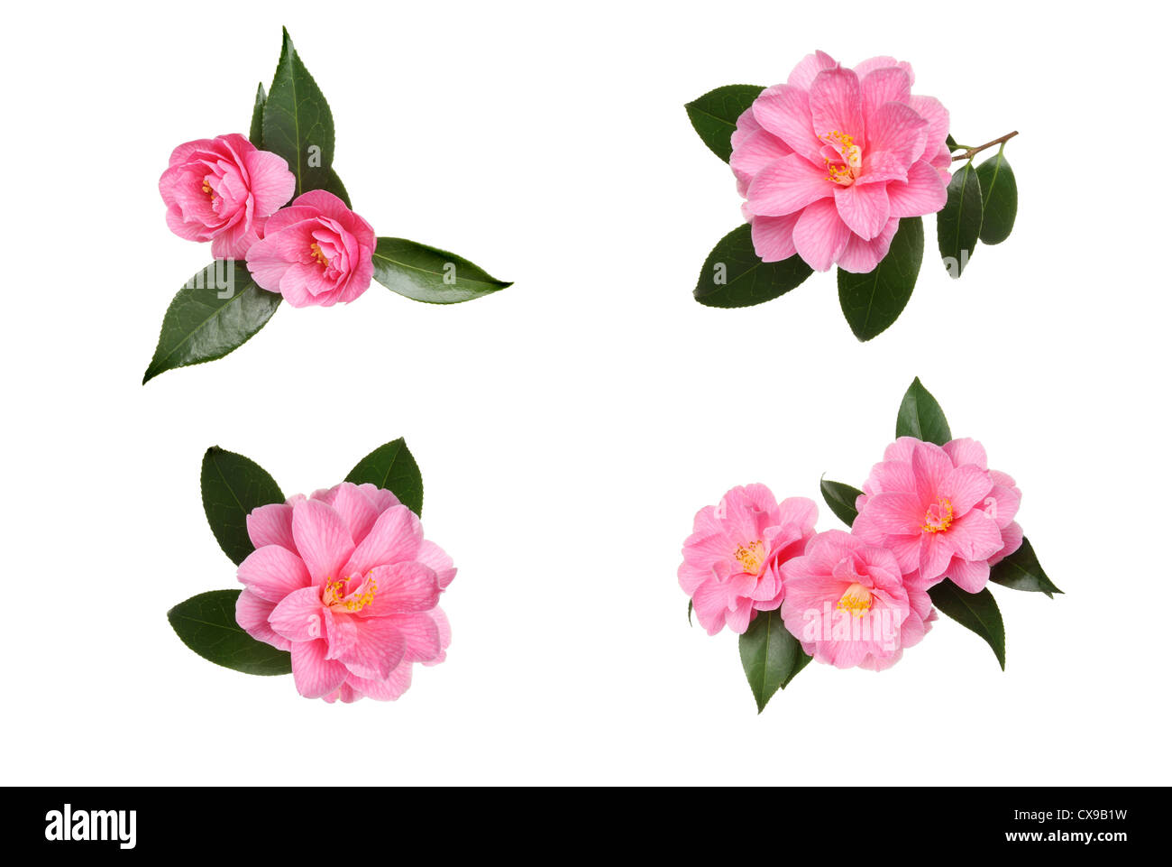 Camellia Collection Stock Photos & Camellia Collection Stock Images - Alamy