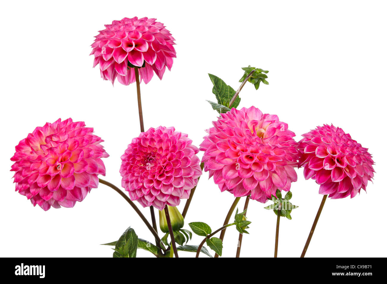 Dahlia. Beautiful pink flowers on a white background Stock Photo - Alamy