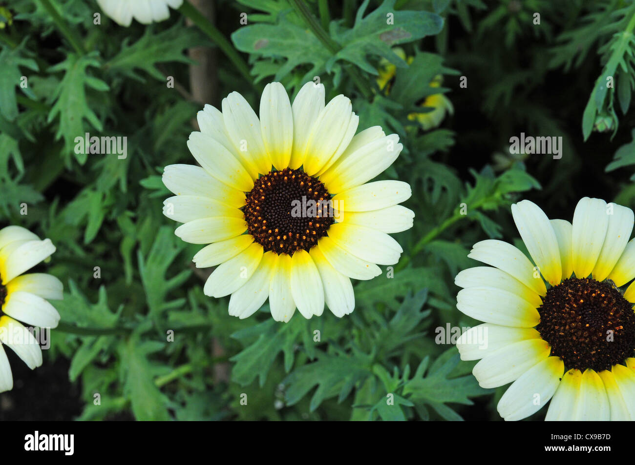 Chrysanthemum Eastern/Polar Star. West Dean Gardens. Stock Photo