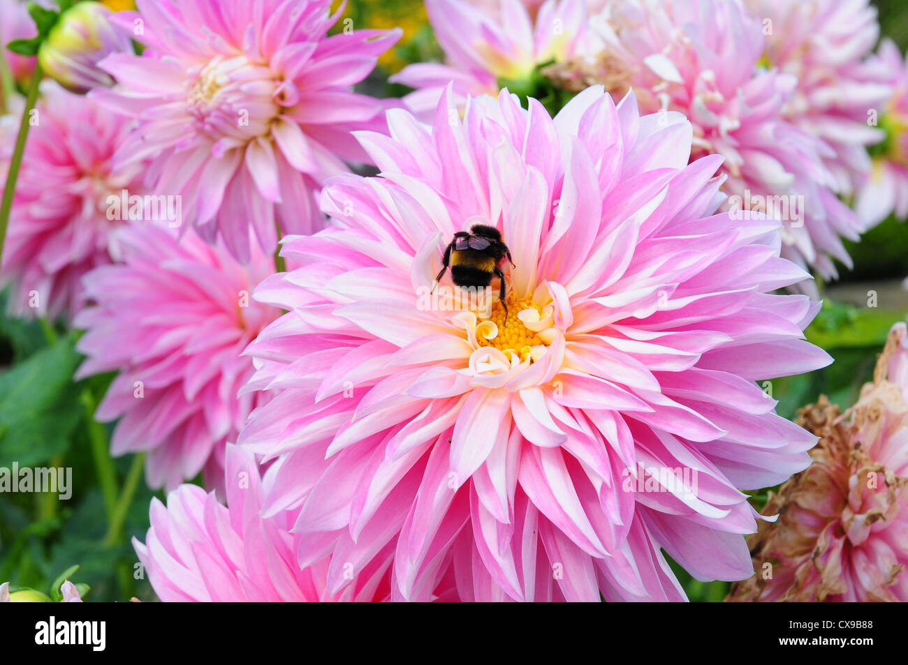 Dahlia Alloway Candy. Pollination .Bumble bee Bombus terrestris. Stock Photo