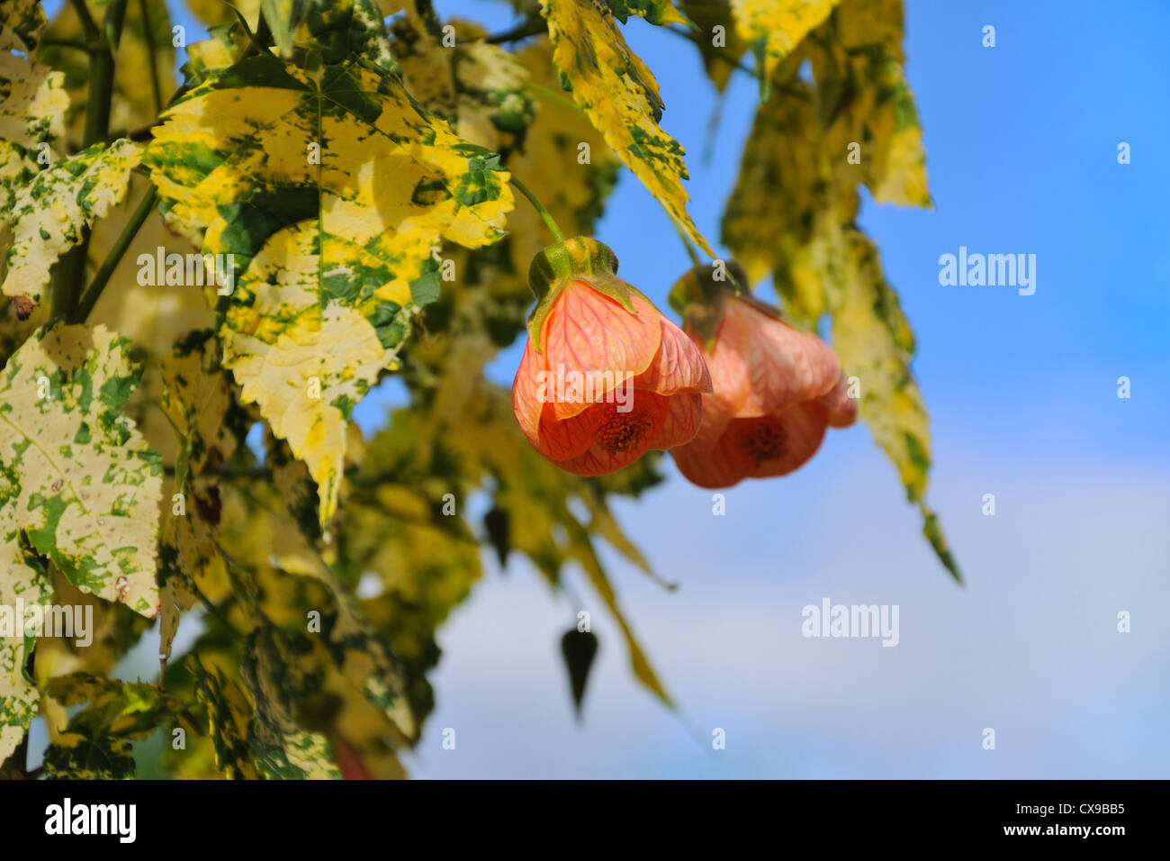 Abutilon 'Savitzii' -  Chinese bell flower, flowering maple, Chinese lantern with variegated leaves. Stock Photo