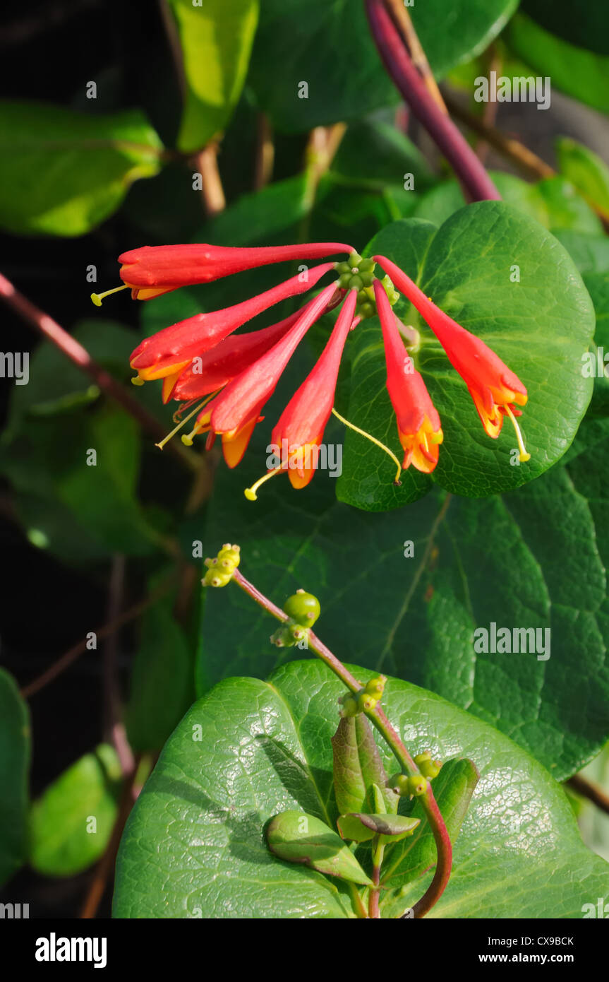 Lonicera sempervirens, Trumpet Honeysuckle Stock Photo