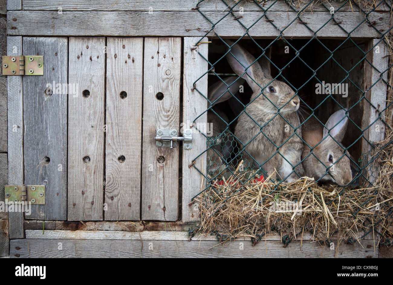 Rabbits in a wooden hutch. Stock Photo