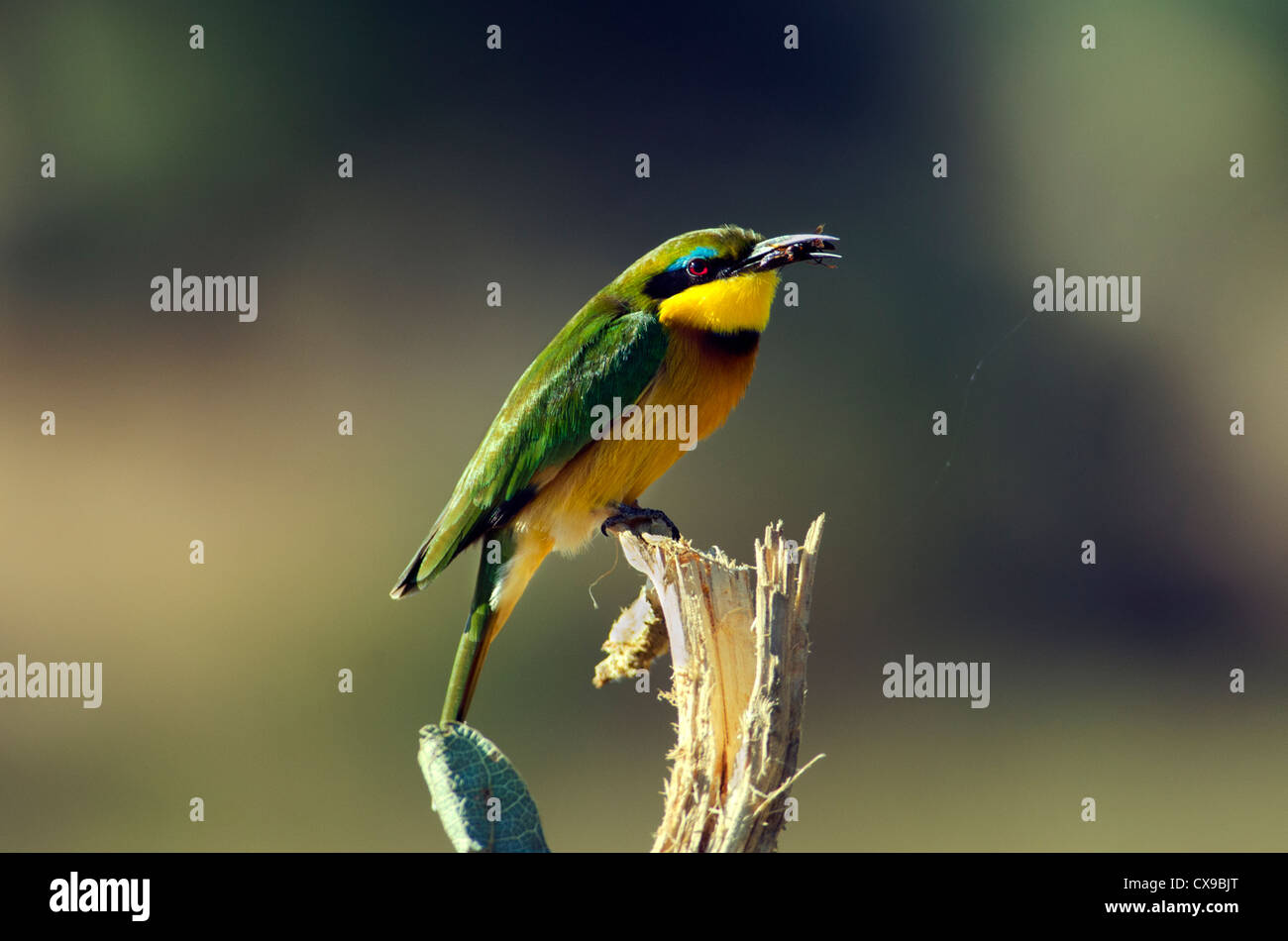 Little bee eater hi-res stock photography and images - Alamy