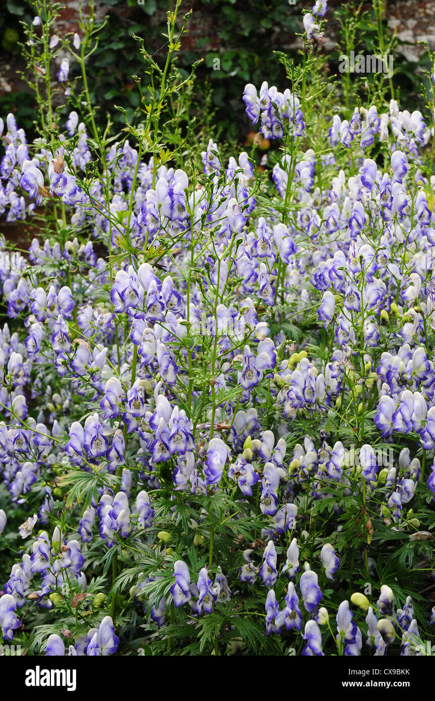 Aconitum cammarum Bicolor Stock Photo - Alamy