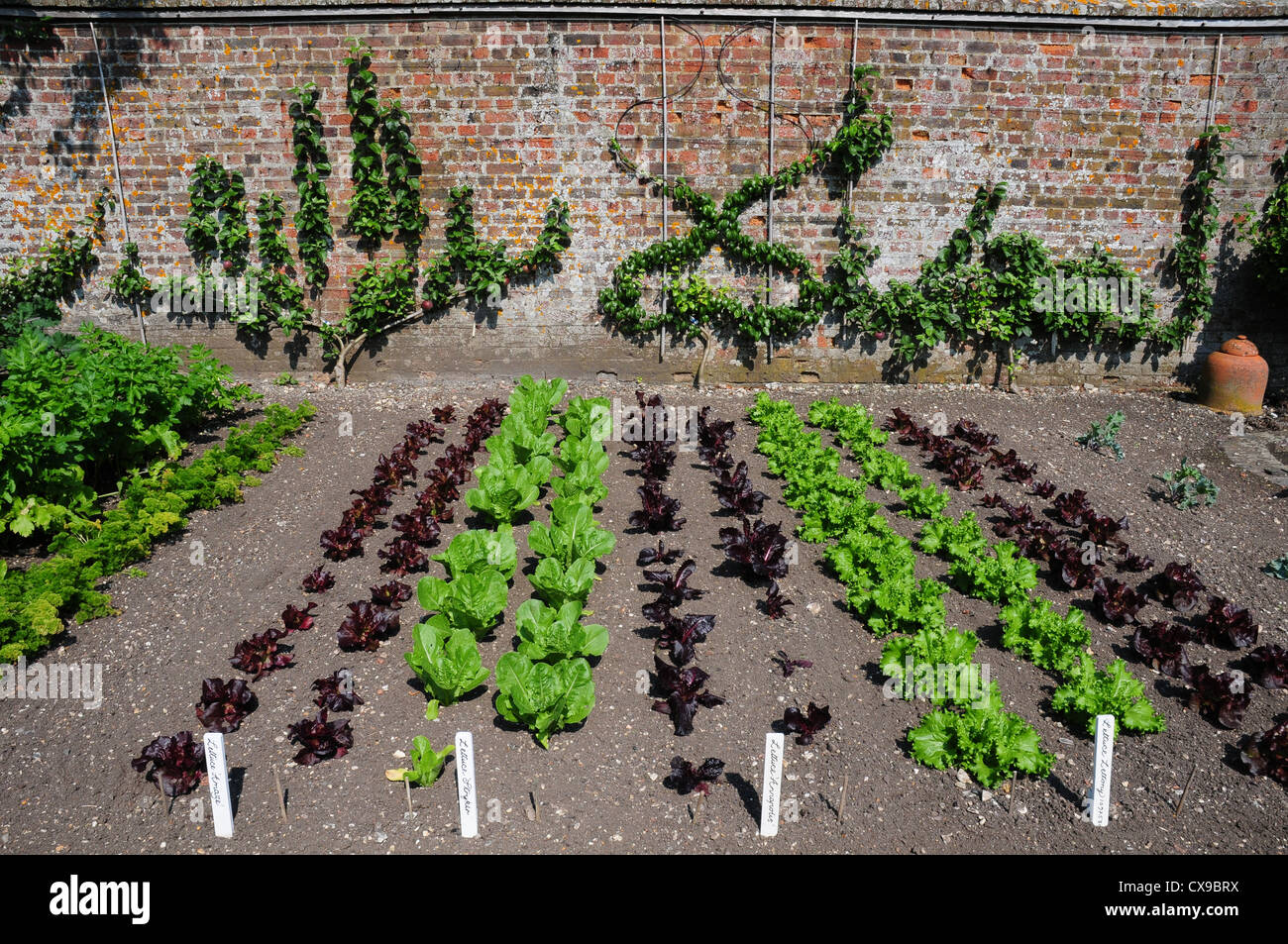 Part of the Vegetable Gardens at West Dean Gardens, Near Chichester