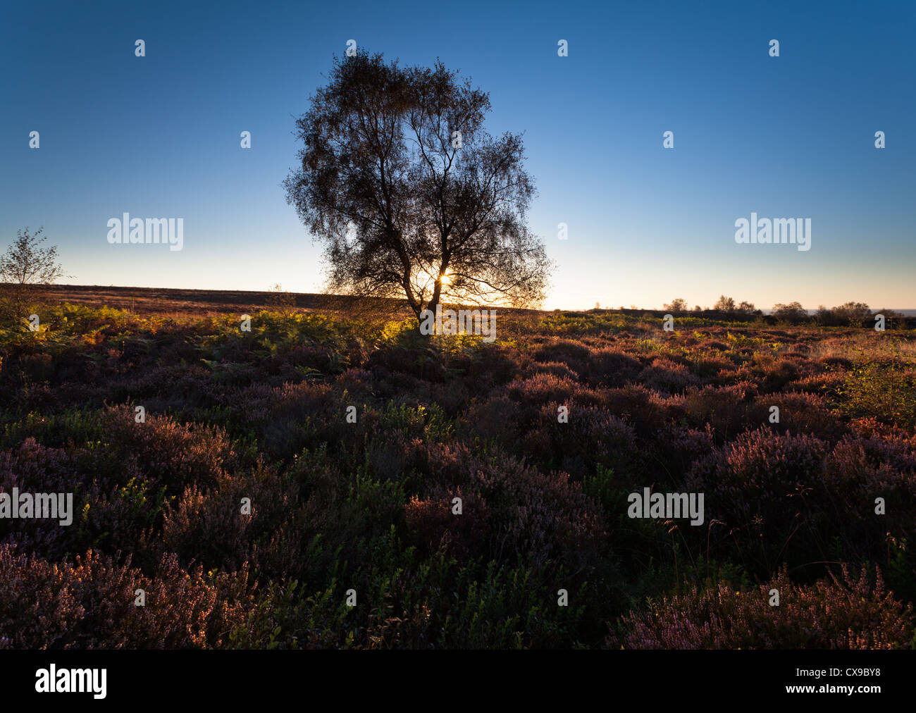 Heather On The Moors In The Yorkshire Dales At Sunrise Stock Photo Alamy