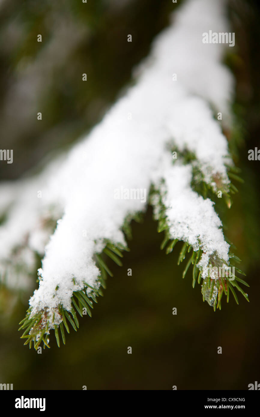 Pine tree branch with snow Stock Photo - Alamy