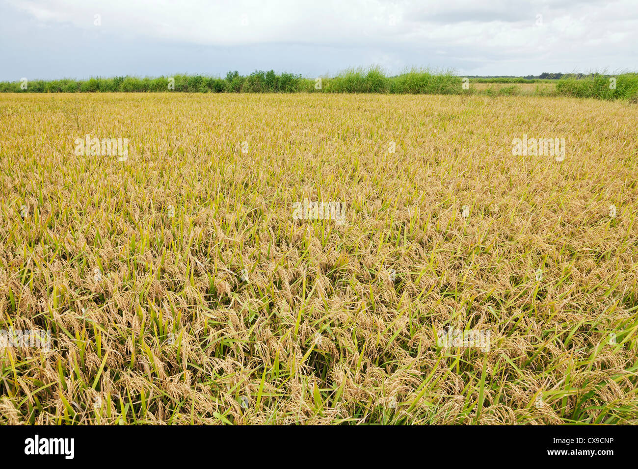 Rice field ready to be harvested in south Louisiana Stock Photo Alamy