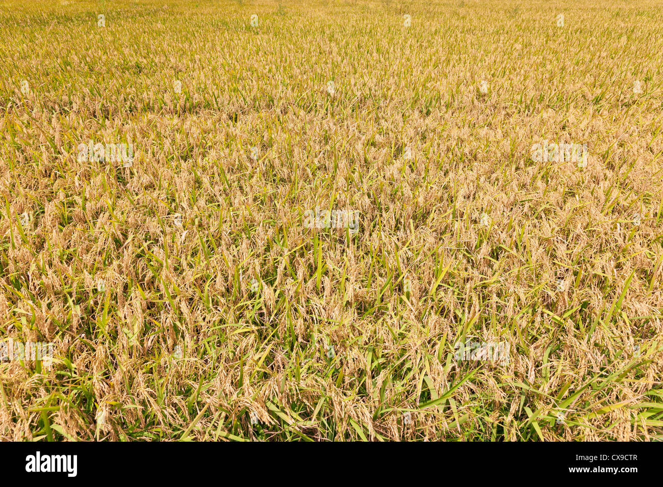 Rice field ready to be harvested in south Louisiana Stock Photo Alamy