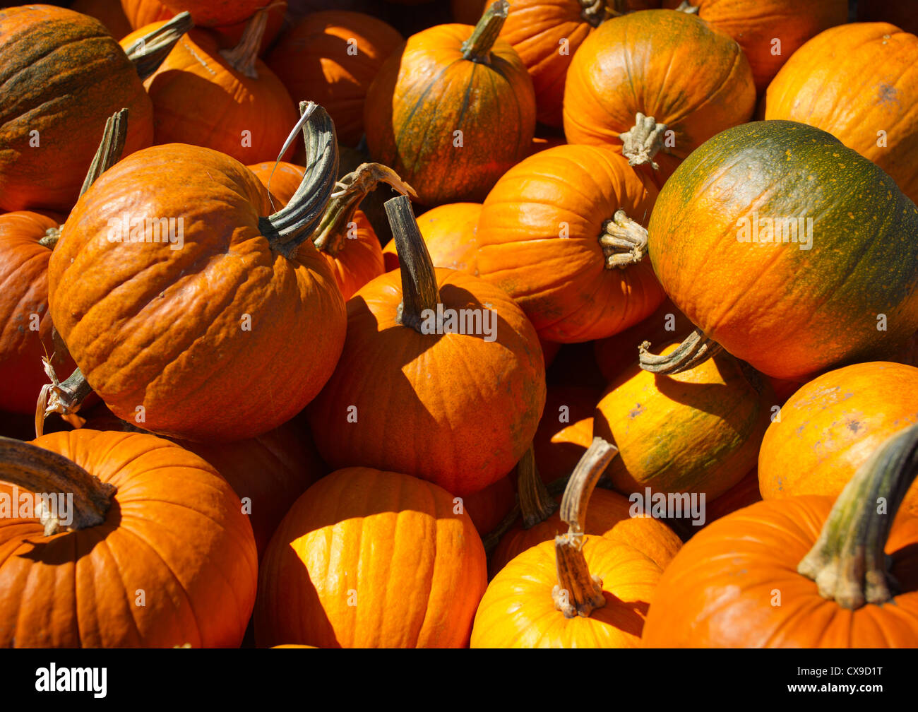 Pumpkins on display at a farm stand Stock Photo - Alamy