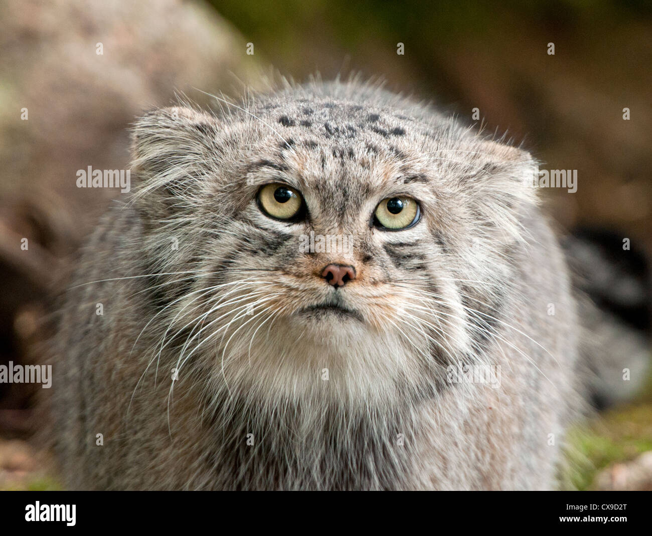 Nordens Ark Sweden Cat High Resolution Stock Photography and Images - Alamy